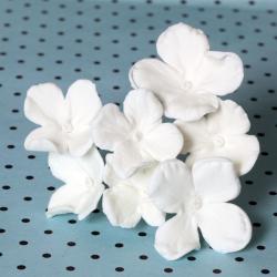 Hydrangea Blossoms - White
